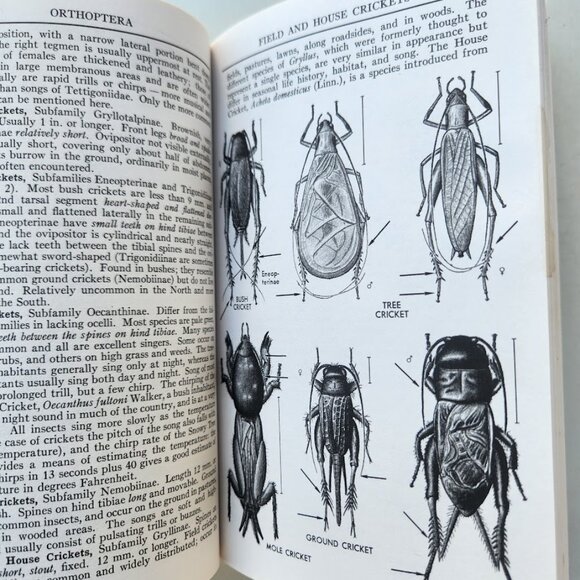 Peterson Field Guide Insects of America North of Mexico Vintage Book Entomology - Picture 5 of 14